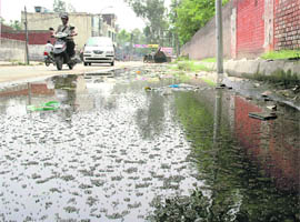 Mosquitoes breed in a puddle at a vacant plot on cemetry road in Ludhiana on Friday.