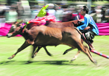 An Indonesian takes part in a traditional bull race known as Karapan Sapi in Bangkalan, Madura Island, on Sunday.