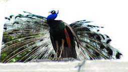 Tribune photographer Manas Ranjan Bhui catches the reactions of bird and man on his camera as rains lash the Capital in the evening on Monday. While this peacock at the residence of former Prime Minister Atal Bihari Vajpayee welcomes the showers by spreading its glorious wings, the motocyclist on the right and his two pillion riders dont seem too happy as they are drenched after being caught unawares in the downpour.