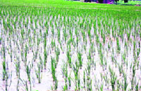 A view of paddy fields in Fatehabad district.