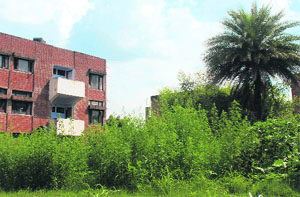 Wild growth around a residential area in Sector 41, Chandigarh.