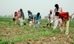 Shortage of Workers: Local agricultural workers tilling a cotton field in Kotbhara village near Bathinda. These workers are charging Rs 150 per day