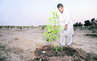 Vijay Kumar, sarpanch of Godikan village in Sirsa district, plants a sapling.