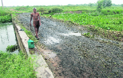 Fly ash spilled along the side of the Ghanauli drain