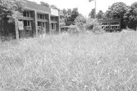 Congress grass has enveloped the public health centre in Phase 3B1, Mohali.