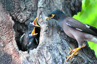 Feeding its hungry family.