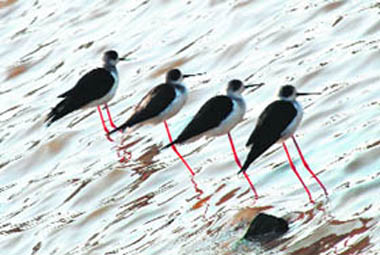 Birds wait for their food at Sukhna Lake.