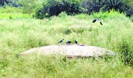 Congress grass grows unchecked at Chaali Khuh