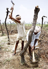 Farmers uprooting grape vines in Poohla village of Bathinda district on Tuesday.