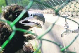 A vulture appears contemplating whether it can do without water on such a hot day at the Manda Zoological Park in Jammu on Tuesday. Possibly, it cannot. 