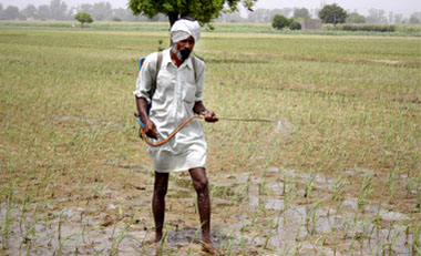 A farmer spraying pesticides to keep pests away at village Gobindpur in Bathinda