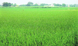 A view of paddy crop in Punjabs countryside near Fatehgarh Sahib 