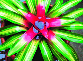 Neoregelia carolinae Tricolour