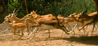 At the deer park in Bathinda, a race was on to determine who comes first on Sunday. 