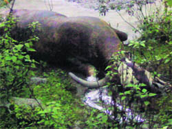 A decomposed carcass lying in a water channel that feeds over 10 drinking water supply schemes in the Palampur area.