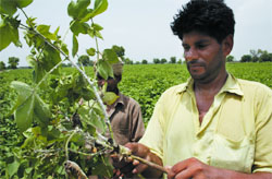 A farmer shows a cotton plant affected by mealy bug at Jodhpur Romana