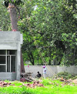 A cheer fulglori pine tree being felled by workers at Rajiv Gandhi National University of Law in Patiala on Thursday. 