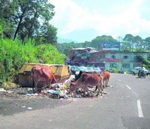 Such open garbage piles alongside roads in Palampur town are eyesores for the local residents and tourists alike. Animals that gather around these piles to feed on the litter also pose a traffic hazard to the motorists.