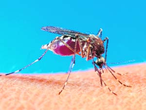 It is only the female mosquitoes that bite because as egg-bearers they are in search of the nutrition that blood provides