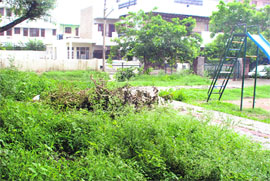 A park dotted with wild growth in Sector 9, Panchkula.