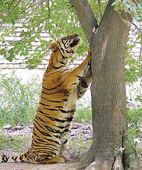 A tiger prefers shady tree to escape the summer heat at Tiger Safari in Ludhiana. 