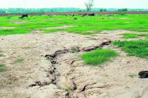 The barren piece of six-acre land in Chatt village, Mohali, where a hotel management institute was to come up.