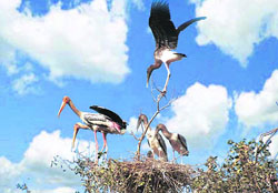 A group of painted storks at the Chhatbir zoo on Thursday.