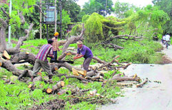 Trees being axed by GMADA in Mohali on Thursday. 