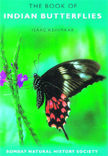 A female common Mormon displays the anatomical features of a butterfly.