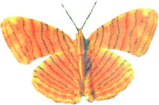 The rare Wavy Maplet