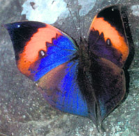 Orange Oak Leaf butterfly, when resting, is an exact replica of an oak leaf, complete with colour shades, the midrib and even some fungal spots.