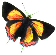 The moist sub-tropical regions are home to the Golden Sapphire.