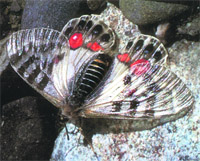 The Regal Apollo, photographed in 2007 at the Khardung La on the Leh-Siachin road in Ladakh, is exclusive to the Himalayas.