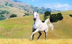 The white colour of the horses is due to the presence of a defective gene called greying with age
