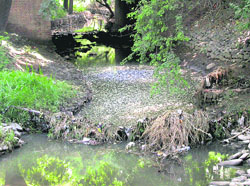 The filthy water under the bridge connecting Rose Garden and Shantikunj has become a breeding ground for mosquitoes.