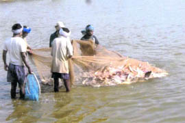 Labourers work in a fish pond in Fatehabad.