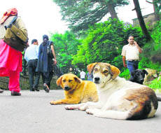 Stray dogs are a big menace everywhere, more so at the Queen of Hills.