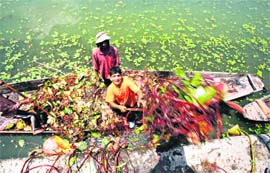 A Kashmiri worker unloads weeds from his boat removed manually from the polluted Dal Lake. The lake, which once was spread over 30 sq km, has shrunk to half the size over the past four decades.
