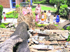 The tree that casued a wall collapse at a school in Sector 29