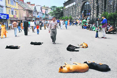 Stray dogs take a nap in front of the MC office in Shimla.