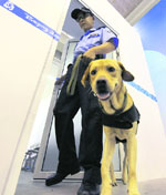 A Chinese policeman uses a sniffer dog to search for explosive devices during a routine operation at the media centre in Shanghai on Wednesday. China has declared it could guarantee a safe Olympics. 