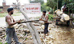 Green trees being axed to widen Bathinda-Dabwali road