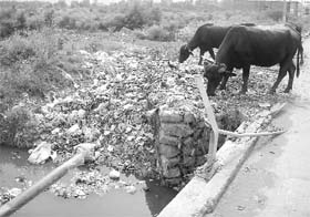 Garbage collected in the Sukhna choe in Zirakpur