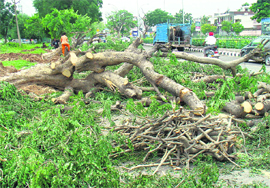 Trees being cut on the dividing road between Phases VII and VIII in Mohali on Monday.