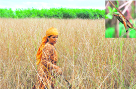 A farmer assesses damage to her crops in Sonepat and (inset) grasshopper having a field day. 