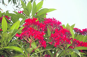 The unusual red Plumeria.