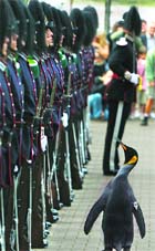 King penguin Nils Olav walks past soldiers from the Norwegian Kings Guard after he was given a Knighthood at Edinburgh zoo, Scotland, on Friday