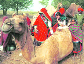 This family of nomads has come all the way from Rajasthan to eke out a livelihood near Dera Bassi.