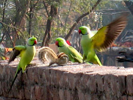 Parrots flit around with a squirrel on the wall looking for food. Parrots are sighted in large numbers in Bathinda especially in the residential areas adjoining the Sirhind canal.