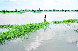 A farmer stands in his waterlogged fields in Chaang village in Bhiwani district on Sunday. Nearly 1,000 acres have been flooded in the village.